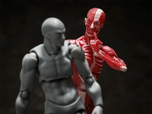 08 24 FREEing - Figma Human Anatomical Model